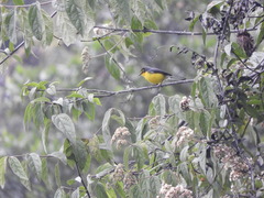 Myioborus melanocephalus
