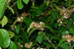 Aganosma cymosa