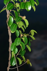 Aganosma cymosa