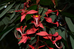 Amherstia nobilis