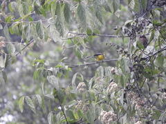 Myioborus melanocephalus