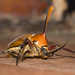True Rhinoceros Beetles - Photo (c) Ken-ichi Ueda, some rights reserved (CC BY)