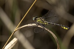 Hylogomphus geminatus