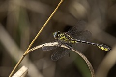 Hylogomphus geminatus