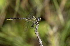 Hylogomphus geminatus