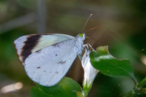 Elodina signata