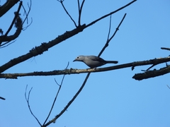 Coracina caesia caesia