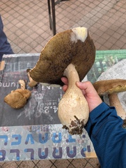 ヤマドリタケモドキ
