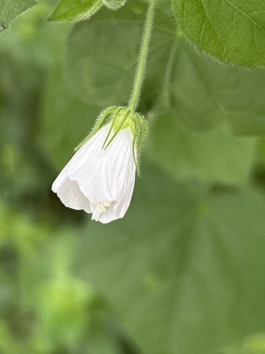 Fragrant Swamp Mallow (Pavonia odorata)