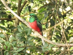 Apaloderma narina narina