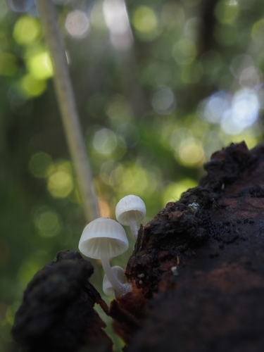 Mycena