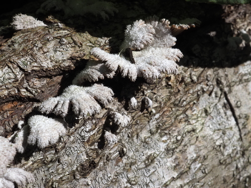 Schizophyllum commune