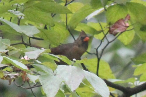 Northern Cardinal