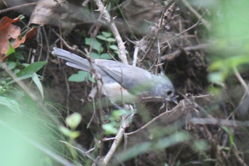 Tufted Titmouse