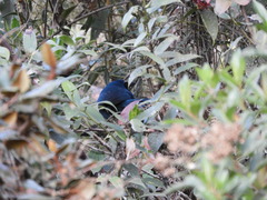 Cyanolyca viridicyanus