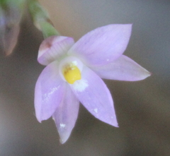 Thelymitra colensoi