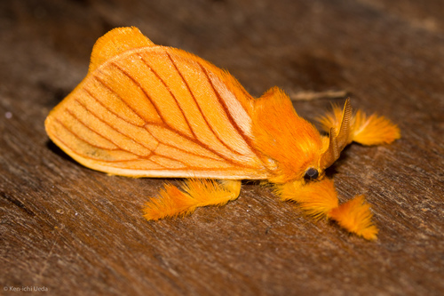 Acraga moorei Dyar, 1898