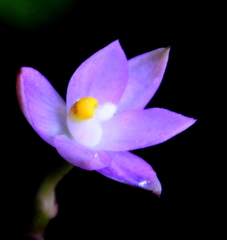 Thelymitra colensoi