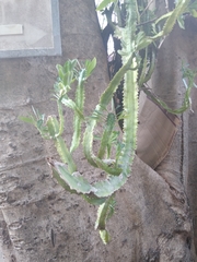 Euphorbia trigona