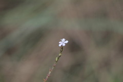 Valeriana urticifolia
