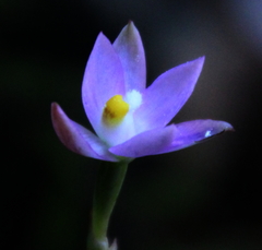 Thelymitra colensoi