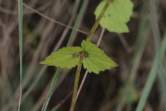 Valeriana urticifolia