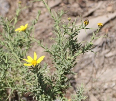 Osteospermum spinosum