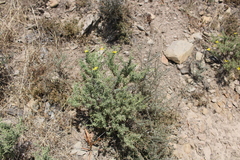 Osteospermum spinosum