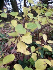 Lonicera etrusca