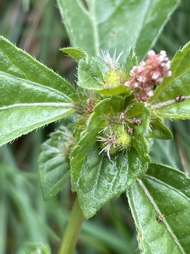 Asian copperleaf (Acalypha australis)