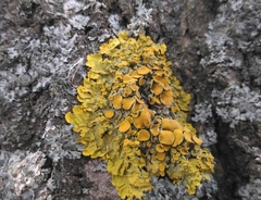 Xanthoria parietina