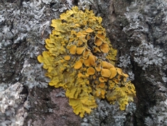 Xanthoria parietina
