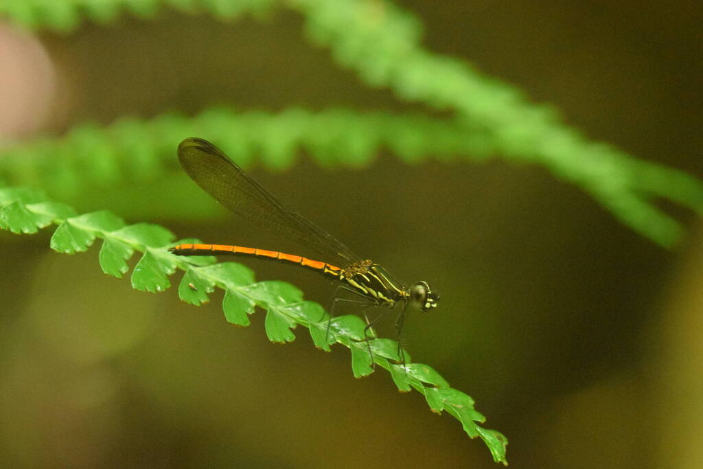 Scapanocypha uenoi