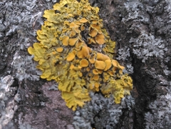 Xanthoria parietina