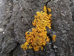 Xanthoria parietina
