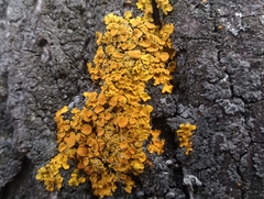 Xanthoria parietina
