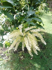 Ledenbergia seguierioides