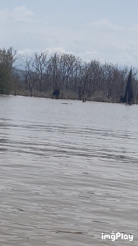 Common Hippopotamus