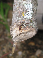 Neoclytus acuminatus acuminatus