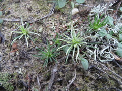Spergula