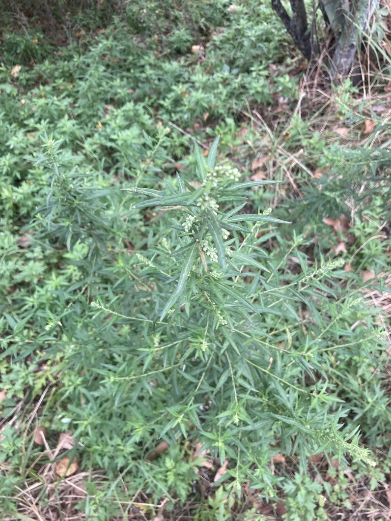 Vascular Plants from Wolf Trap, VA, USA on September 21, 2025 at 10:51 ...