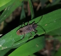 Elasmolomus squalidus