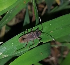 Elasmolomus squalidus