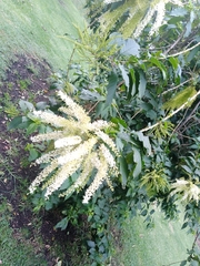 Ledenbergia seguierioides