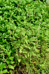 Pogostemon auricularia