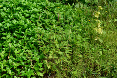 Pogostemon auricularia