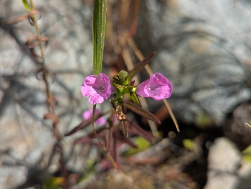Nova Scotia False Foxglove (Agalinis neoscotica)