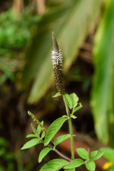 Pogostemon auricularia