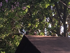 Columba guinea phaeonota