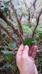 Metrosideros polymorpha glaberrima